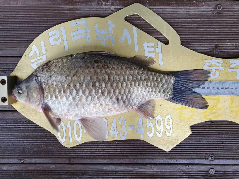 실리곡낚시터 42cm허리급 9수 조황입니다 (조황조행기 - 충주호조황속보)