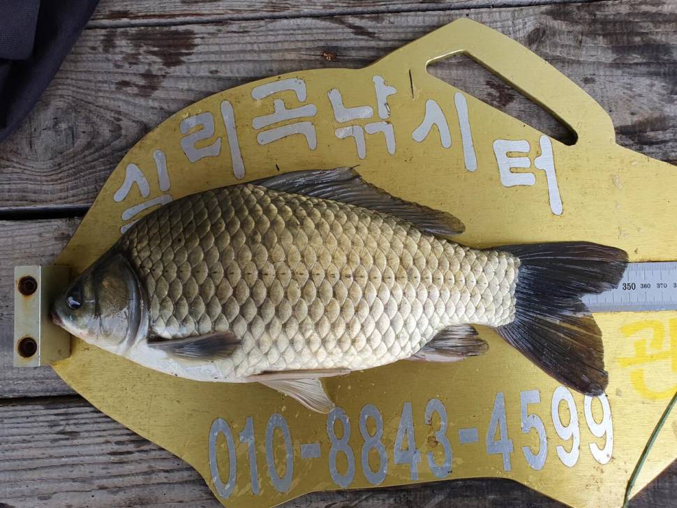 실리곡낚시터 조황입니다 (조황조행기 - 충주호조황속보)