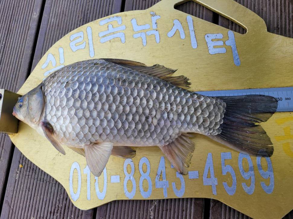 청풍 실리곡낚시터 4짜외 허리급 조황입니다 (조황조행기 - 충주호조황속보)