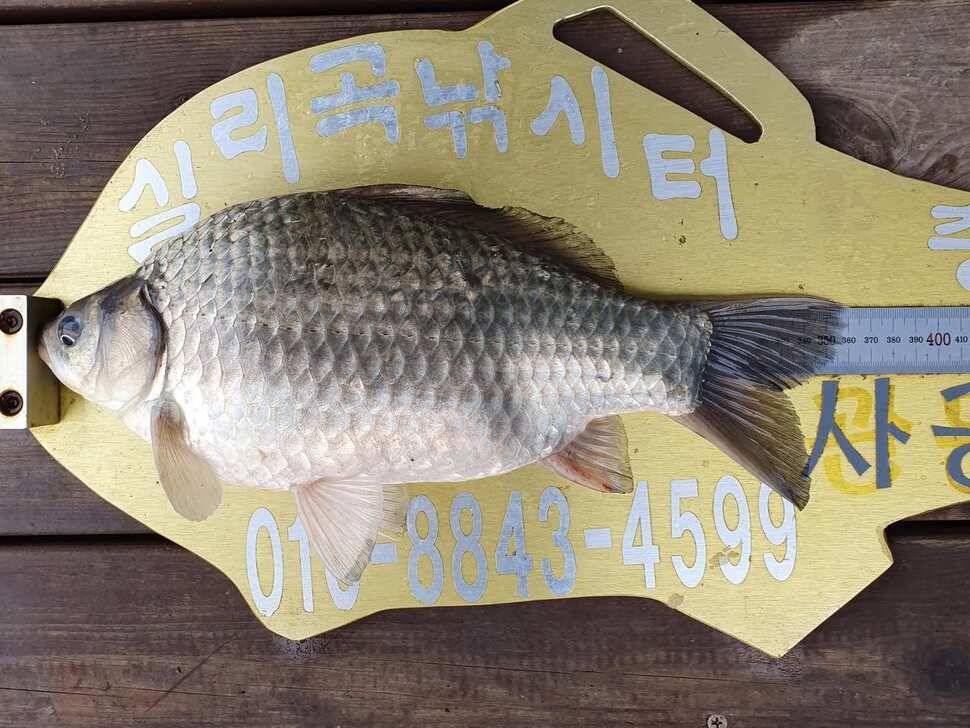 실리곡낚시터 조황입니다 (조황조행기 - 충주호조황속보)