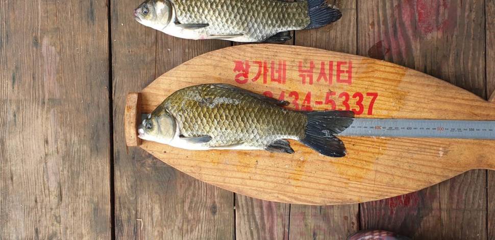 충주호 짱가네낚시터 (조황조행기 - 충주호조황속보)