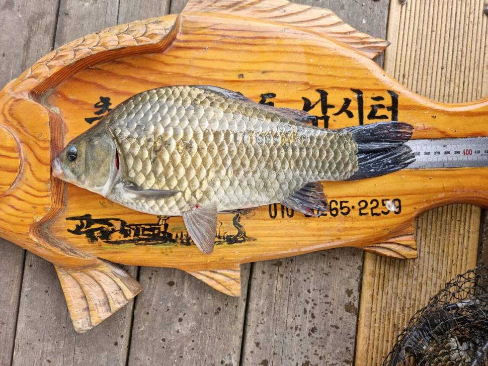 단돈소식전해드립니다 (조황조행기 - 충주호조황속보)