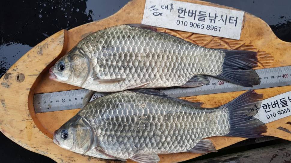 청풍 한버들 낚시터 4짜포함 허릿급 조황입니다 (조황조행기 - 충주호조황속보)