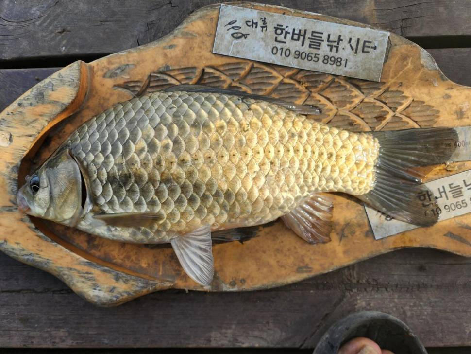 청풍 한버들 4짜및 허릿급 조황입니다 (조황조행기 - 충주호조황속보)