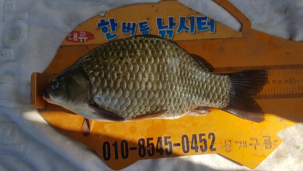 한버들 조황입니다 (조황조행기 - 충주호조황속보)