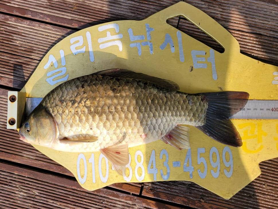 실리곡낚시터 4짜외 허리급입니다 (조황조행기 - 충주호조황속보)