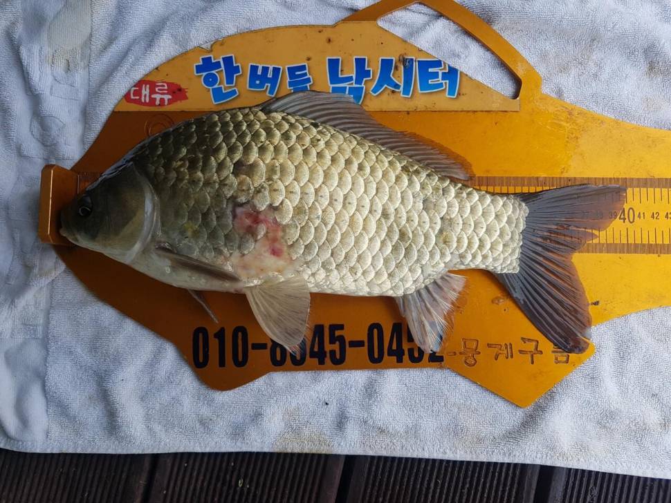 청풍 한버들 낚시터 4짜포함 허릿급 조황입니다 (조황조행기 - 충주호조황속보)