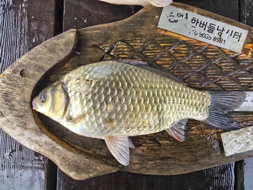 청풍 한버들 조황입니다 (조황조행기 - 충주호조황속보)