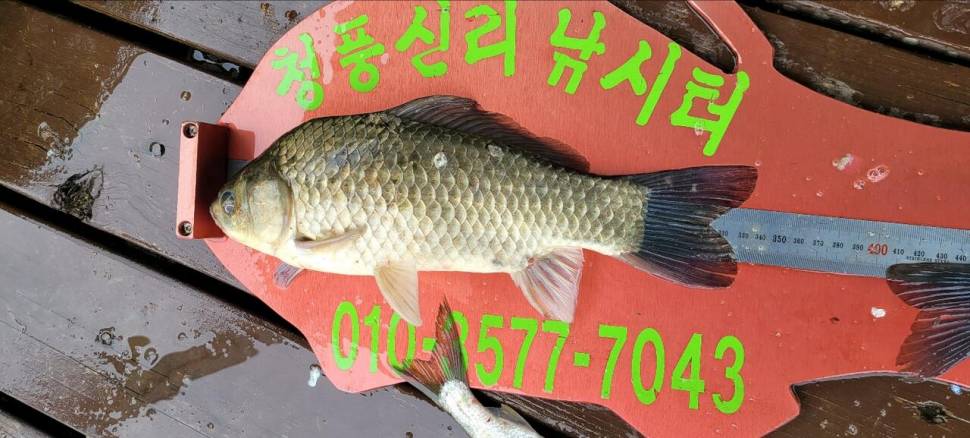 청풍신리낚시터 4짜허리급입니다 (조황조행기 - 충주호조황속보)
