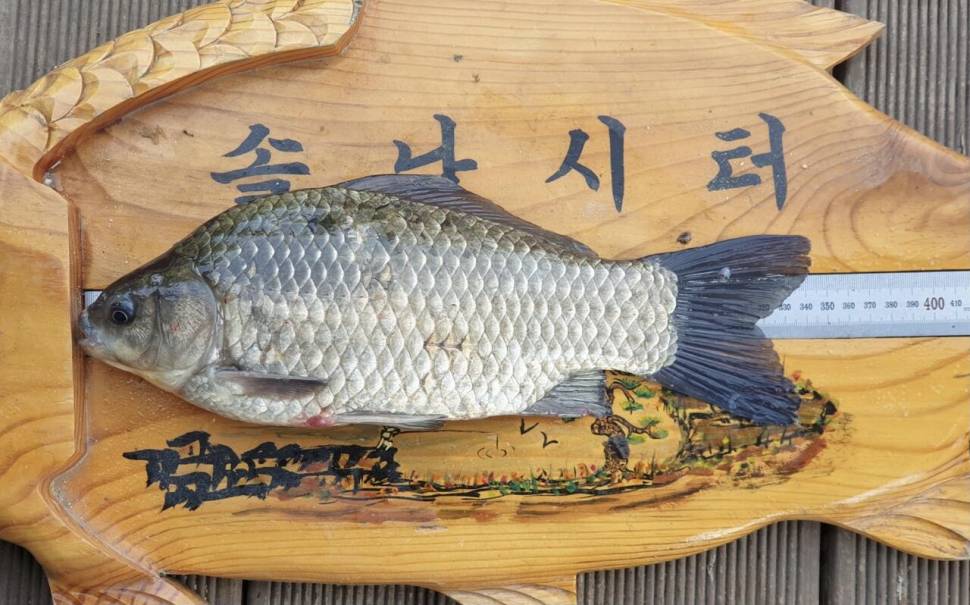 6월의 시작 솔낚시터 조황입니다 (조황조행기 - 충주호조황속보)