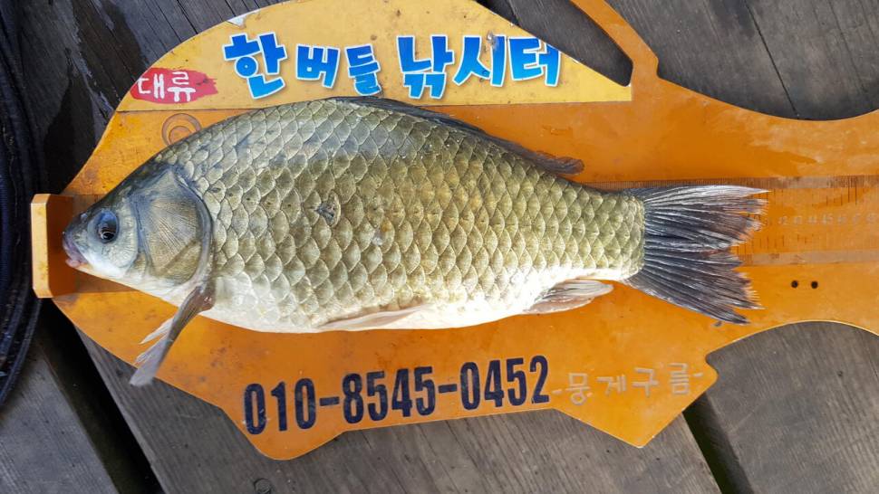 한버들 4짜 포함 허릿급 조황입니다 (조황조행기 - 충주호조황속보)