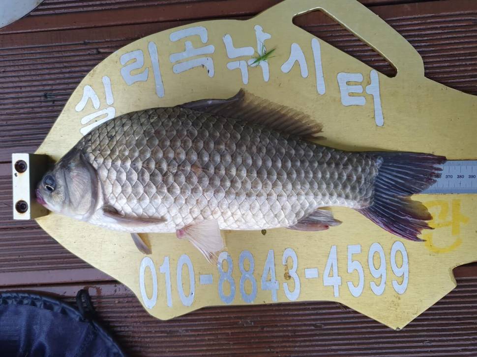 실리곡낚시터 43cm외 조황입니다 (조황조행기 - 충주호조황속보)