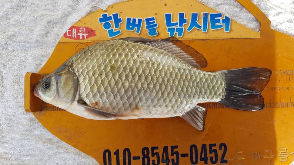 한버들 조황입니다 (조황조행기 - 충주호조황속보)