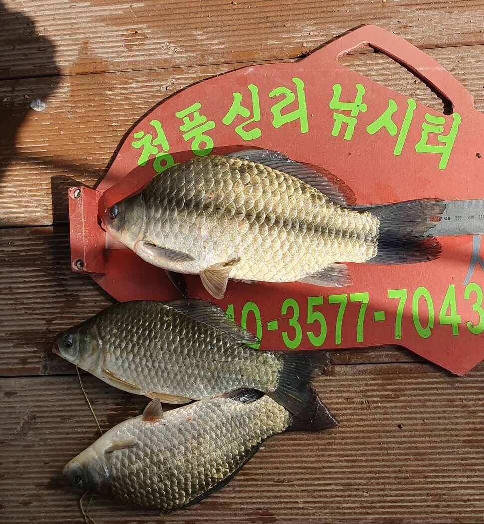 청풍신리낚시터 조황입니다 (조황조행기 - 충주호조황속보)