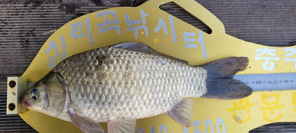 청풍 실리곡낚시터 허리급 4수 조황입니다 (조황조행기 - 충주호조황속보)