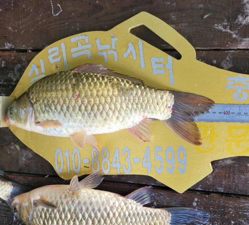 청풍실리곡낚시터 428cm 조황입니다 (조황조행기 - 충주호조황속보)