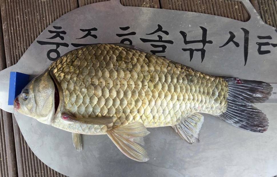 솔낚시터 조황 소식입니다 (조황조행기 - 충주호조황속보)