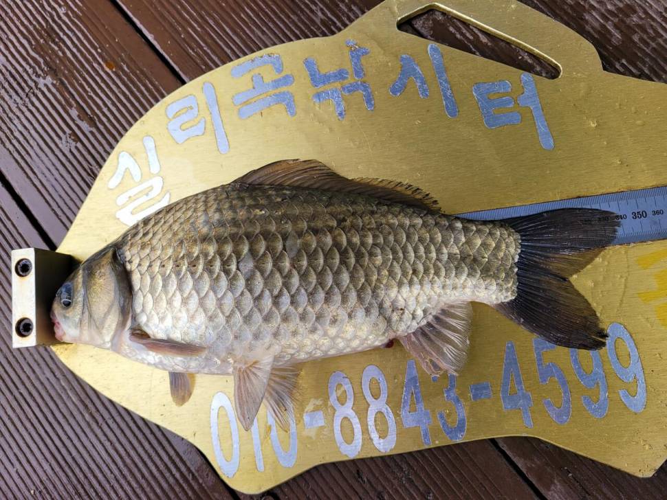 청풍실리곡낚시터 조황입니다 (조황조행기 - 충주호조황속보)