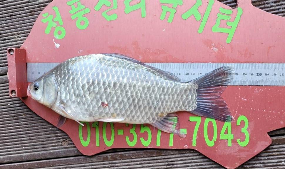 청풍신리낚시터 조황정보입니다 (조황조행기 - 충주호조황속보)