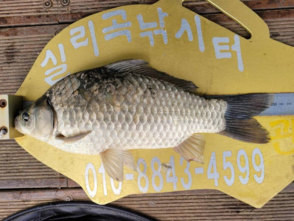 실리곡낚시터 허리급 조황입니다 (조황조행기 - 충주호조황속보)