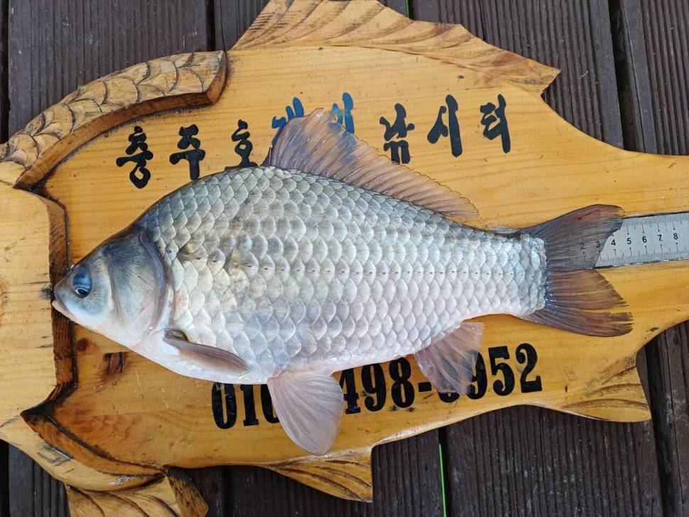 제일낚시터 조황정보 (조황조행기 - 충주호조황속보)