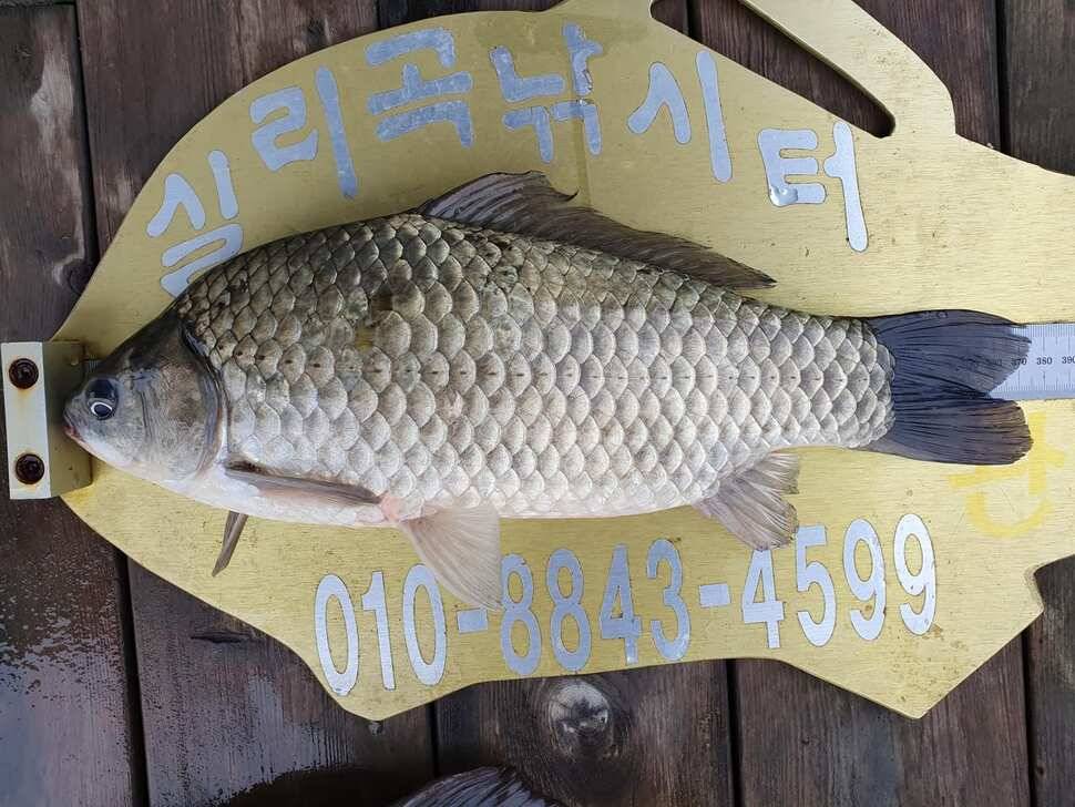 실리곡낚시터 허리급 조황입니다 (조황조행기 - 충주호조황속보)