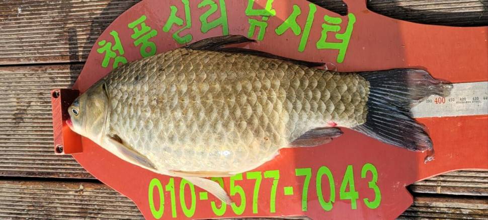 청풍신리낚시터 41cm외 대박마릿수입니다 (조황조행기 - 충주호조황속보)