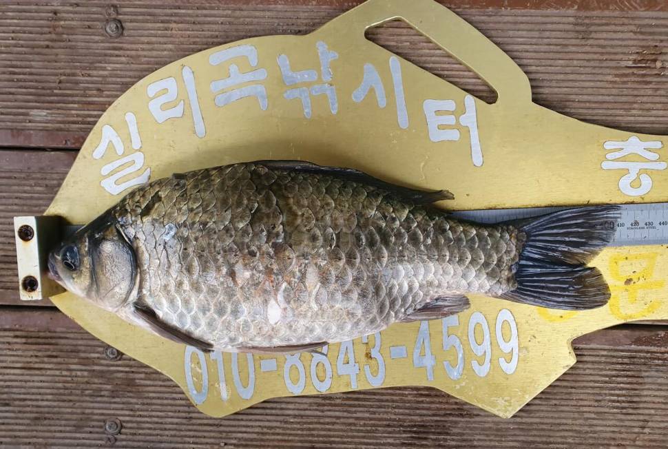 실리곡낚시터 44cm 대물 조황입니다 (조황조행기 - 충주호조황속보)