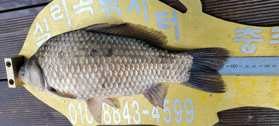 실리곡낚시터 434cm 415cm 4짜 조황입니다 (조황조행기 - 충주호조황속보)