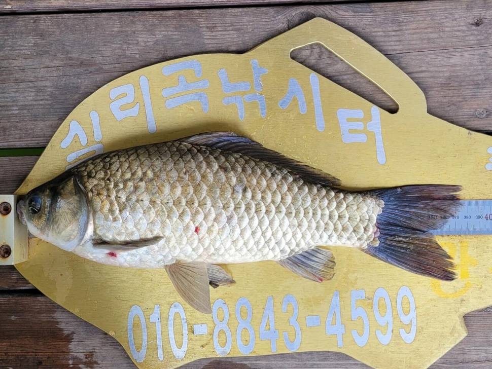 실리곡낚시터 허리급 조황입니다 (조황조행기 - 충주호조황속보)
