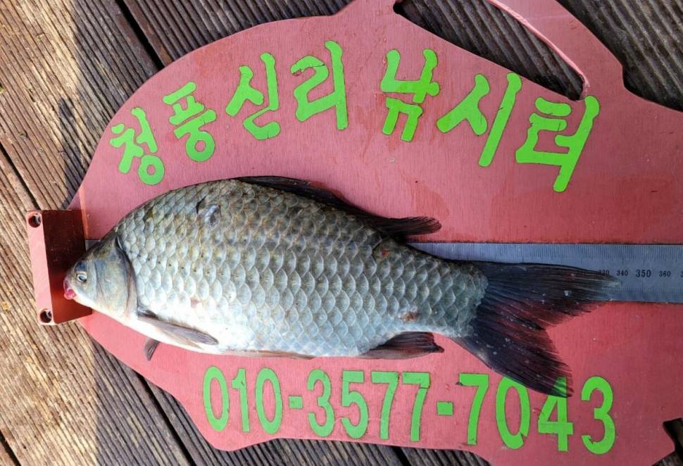 청풍신리낚시터 조황정보입니다 (조황조행기 - 충주호조황속보)