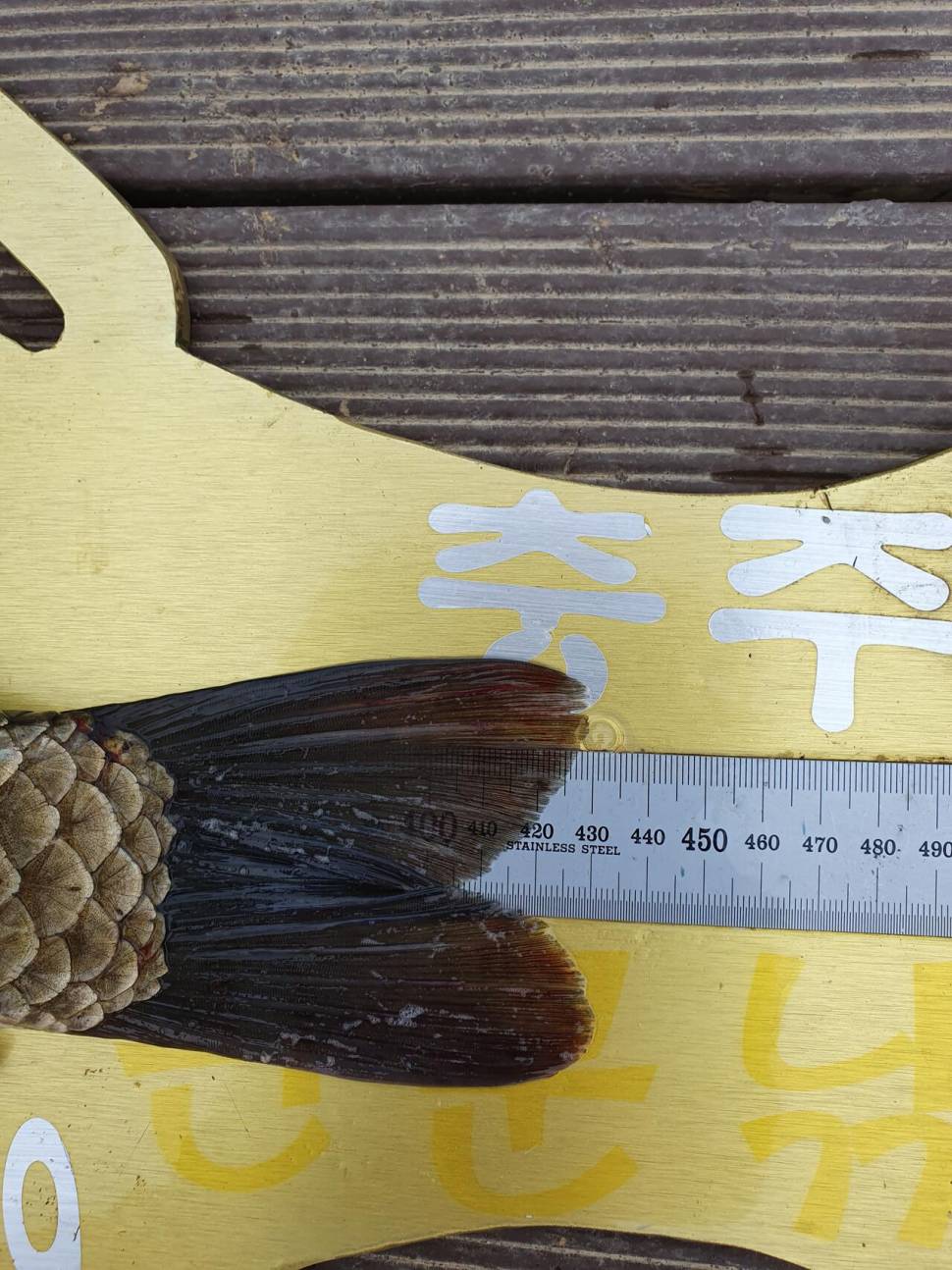 실리곡낚시터 43cm 허리급 조황입니다 (조황조행기 - 충주호조황속보)