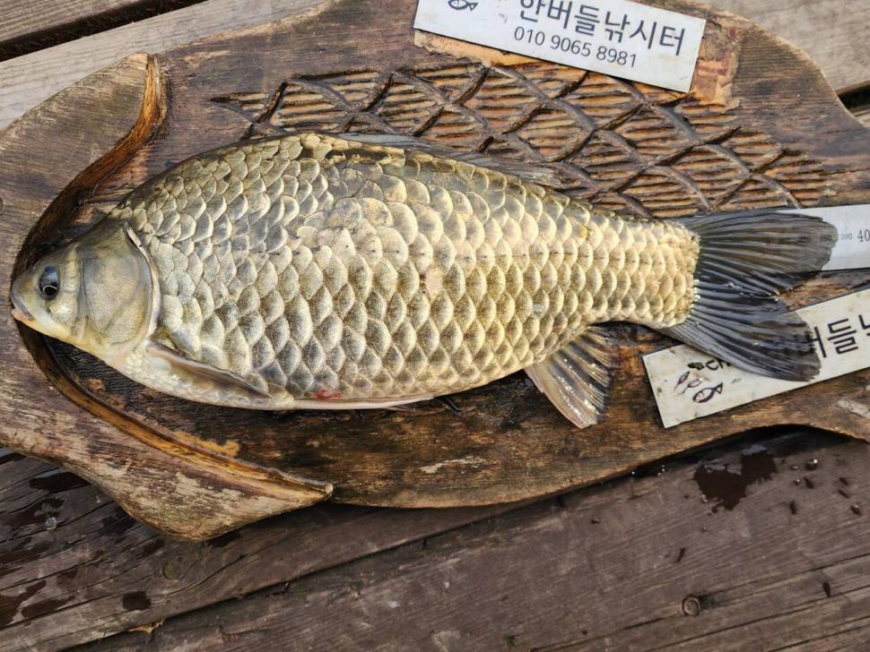 청풍 한버들 조황입니다 (조황조행기 - 충주호조황속보)