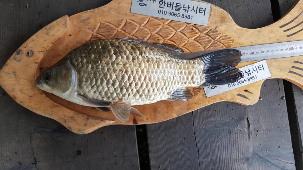 청풍 한버들 낚시터 4짜포함 허릿급 조황입니다 (조황조행기 - 충주호조황속보)