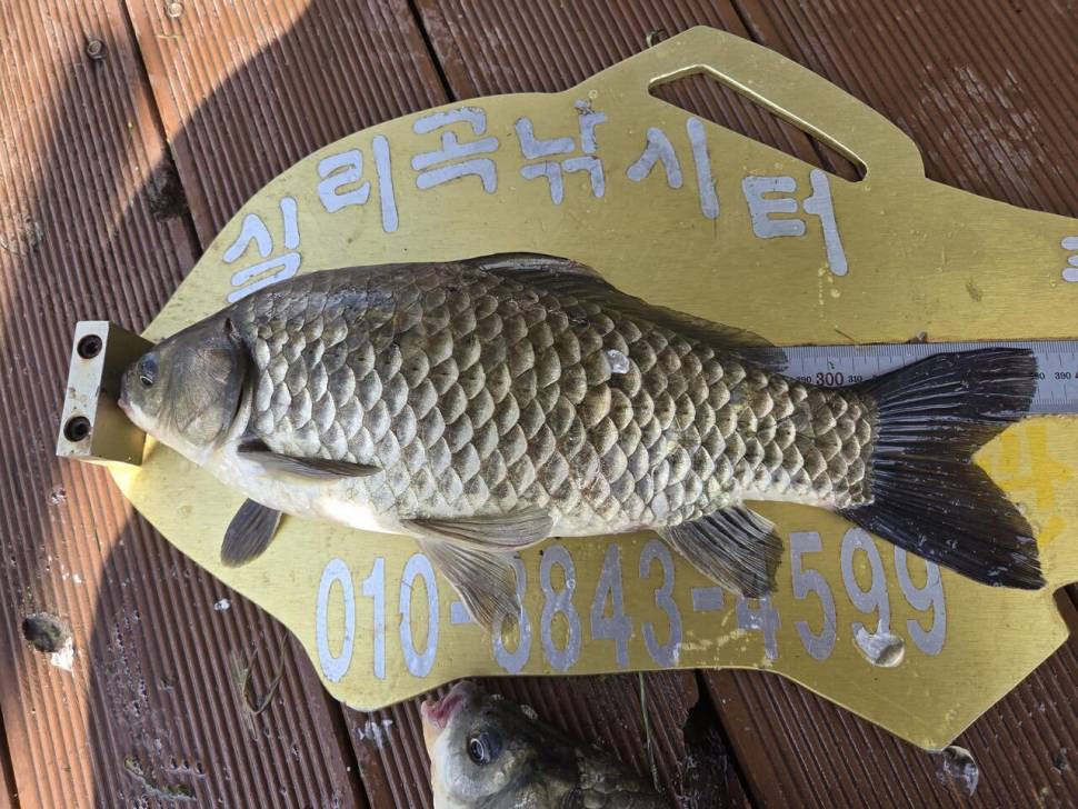 청풍 실리곡낚시터 조황입니다 (조황조행기 - 충주호조황속보)