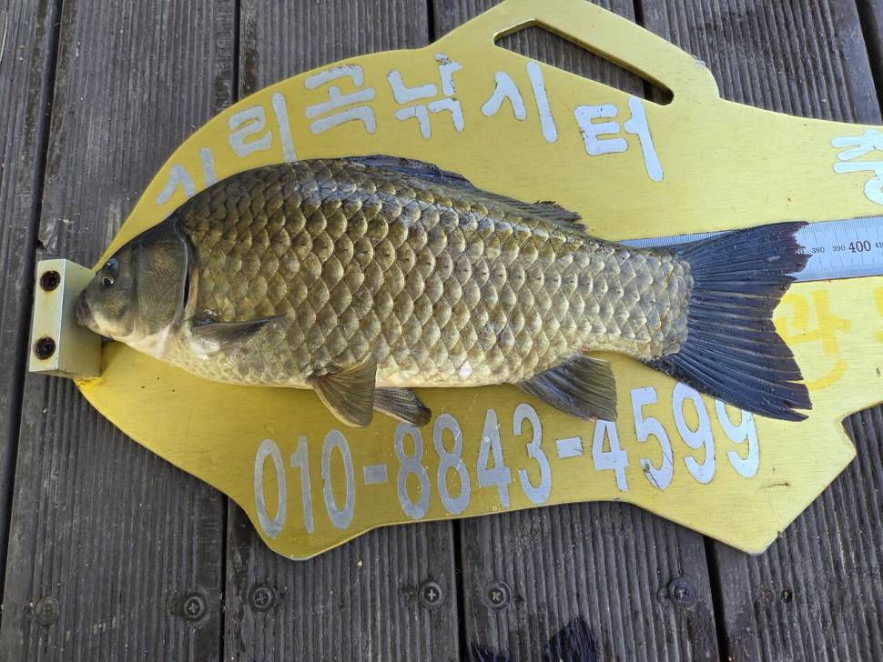 청풍 실리곡낚시터 조황입니다 (조황조행기 - 충주호조황속보)