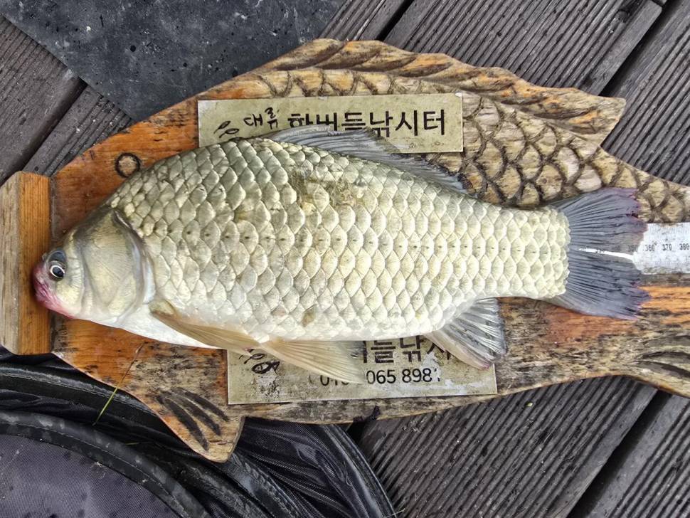 청풍 한버들 조황입니다 (조황조행기 - 충주호조황속보)