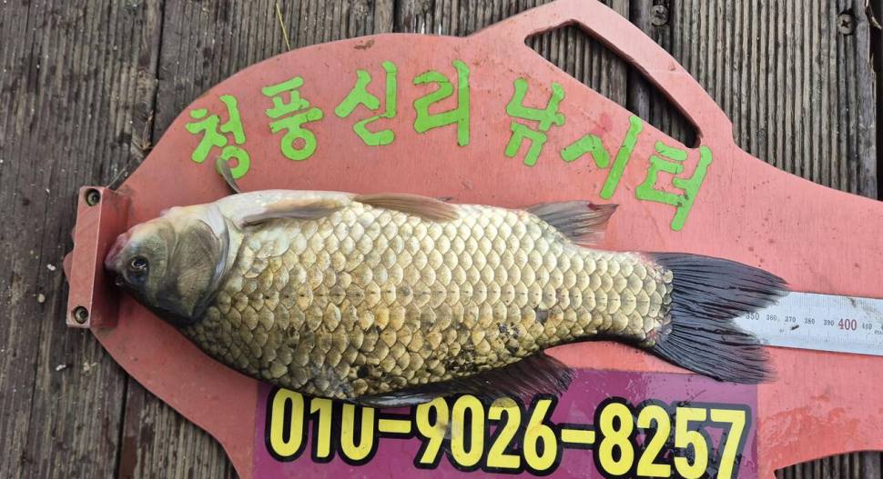 청풍신리낚시터 조황입니다 (조황조행기 - 충주호조황속보)