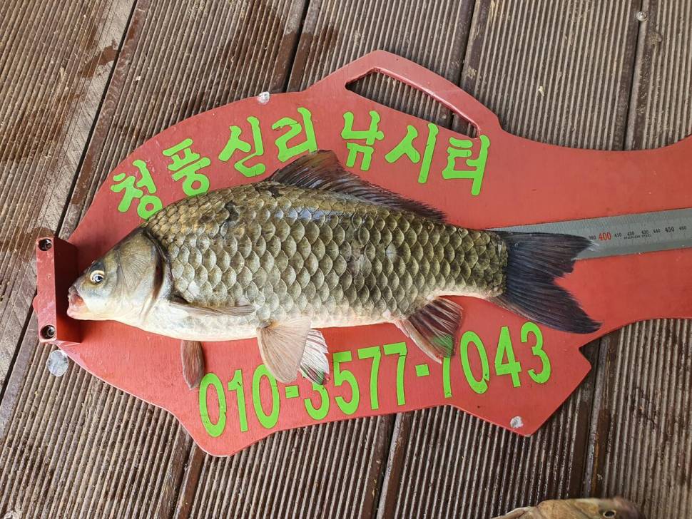 청풍신리낚시터 4짜외 허리급 4수 조황입니다 (조황조행기 - 충주호조황속보)