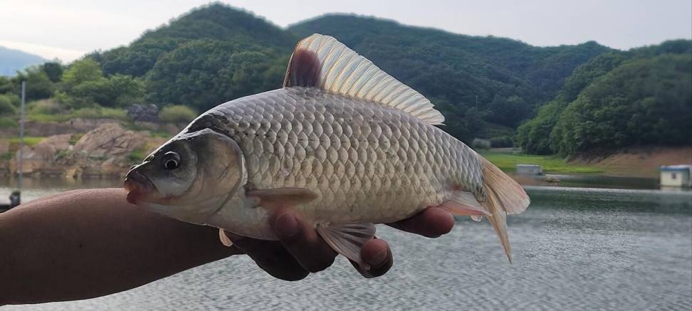 청풍신리낚시터 마릿수 조황입니다 (조황조행기 - 충주호조황속보)