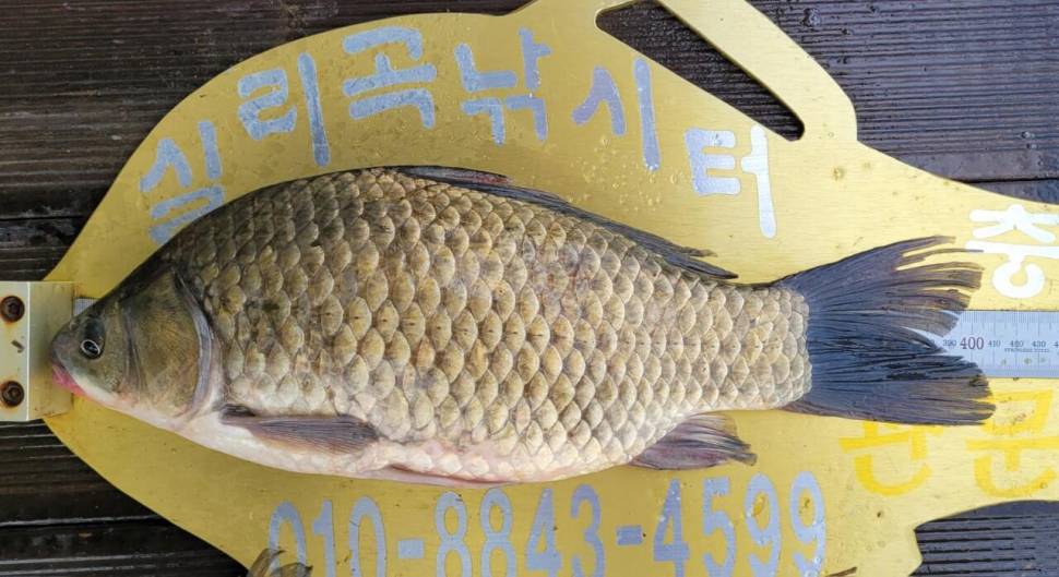 청풍 실리곡낚시터 41cm외 허리급 조황입니다 (조황조행기 - 충주호조황속보)