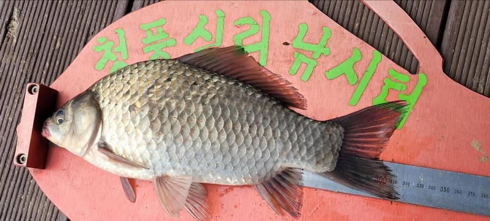청풍신리낚시터 조황입니다 (조황조행기 - 충주호조황속보)