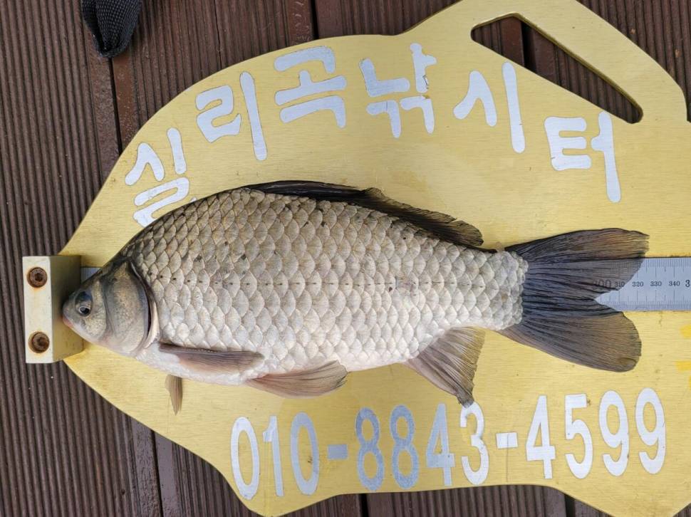 실리곡낚시터 허리급 조황입니다 (조황조행기 - 충주호조황속보)