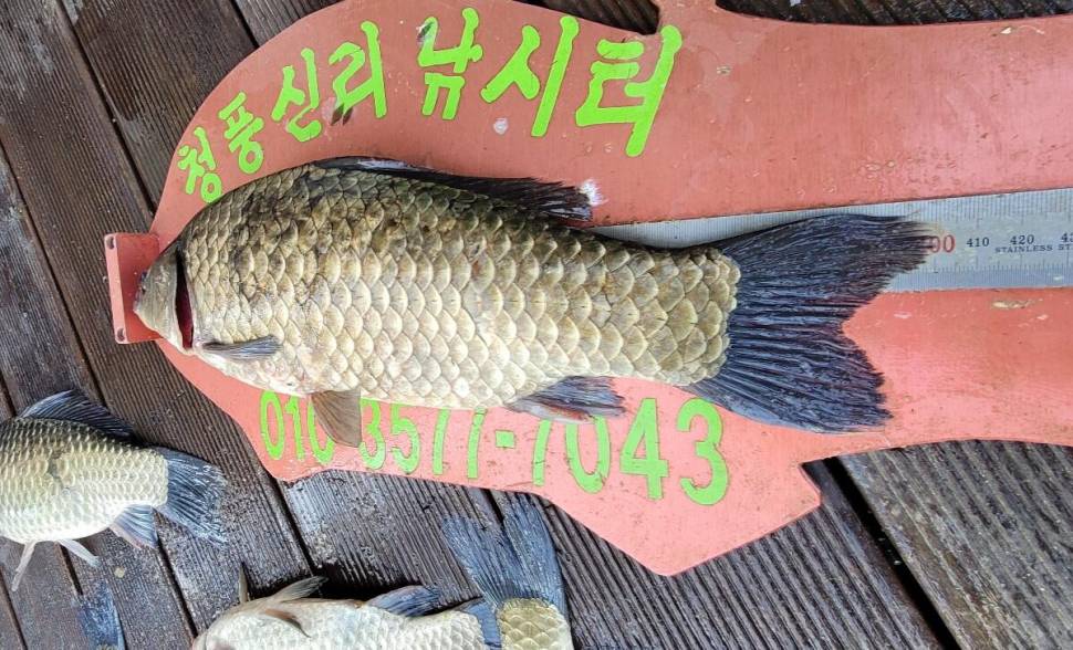 청풍신리낚시터 4짜외 허리급 마릿수입니다 (조황조행기 - 충주호조황속보)