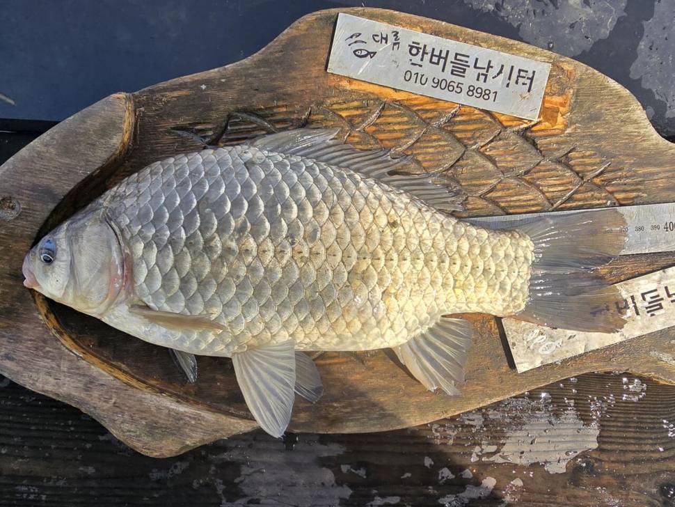 청풍 한버들 조황입니다 (조황조행기 - 충주호조황속보)