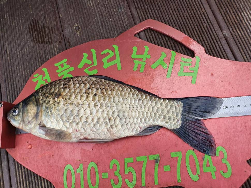 청풍신리낚시터 4짜4짜4짜 조황입니다 (조황조행기 - 충주호조황속보)