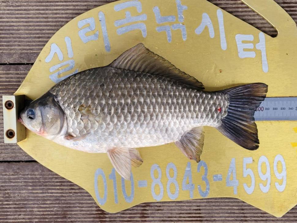 실리곡낚시터 조황입니다 (조황조행기 - 충주호조황속보)