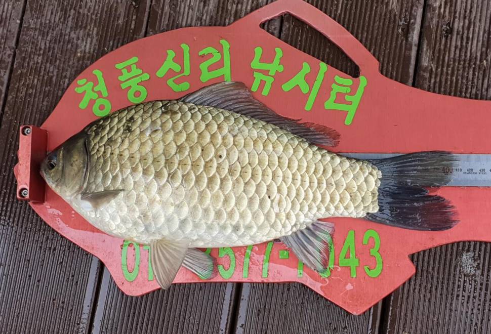 청풍신리낚시터 415cm41cm 조황입니다 (조황조행기 - 충주호조황속보)