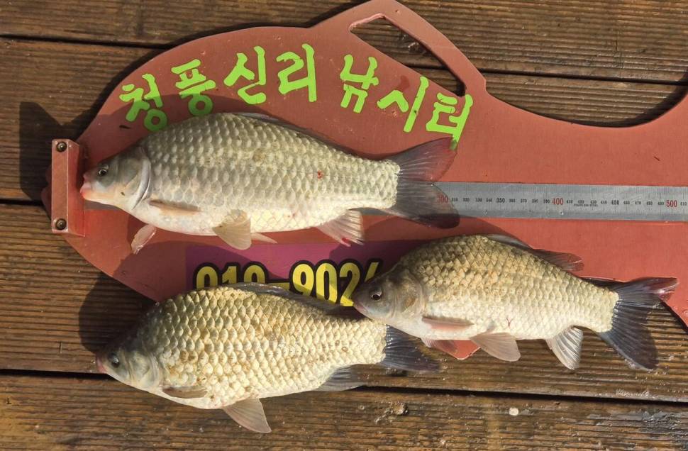 청풍신리낚시터 조황입니다 (조황조행기 - 충주호조황속보)
