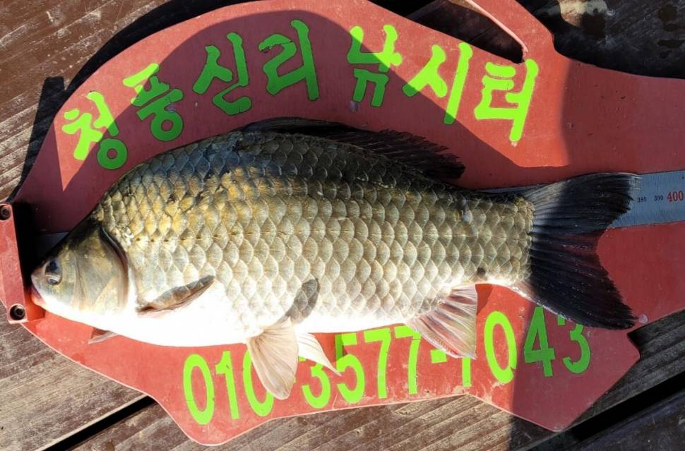 청풍신리낚시터 41cm4짜 조황정보입니다 (조황조행기 - 충주호조황속보)
